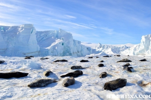 雌性威德尔海豹，南极旅游观察