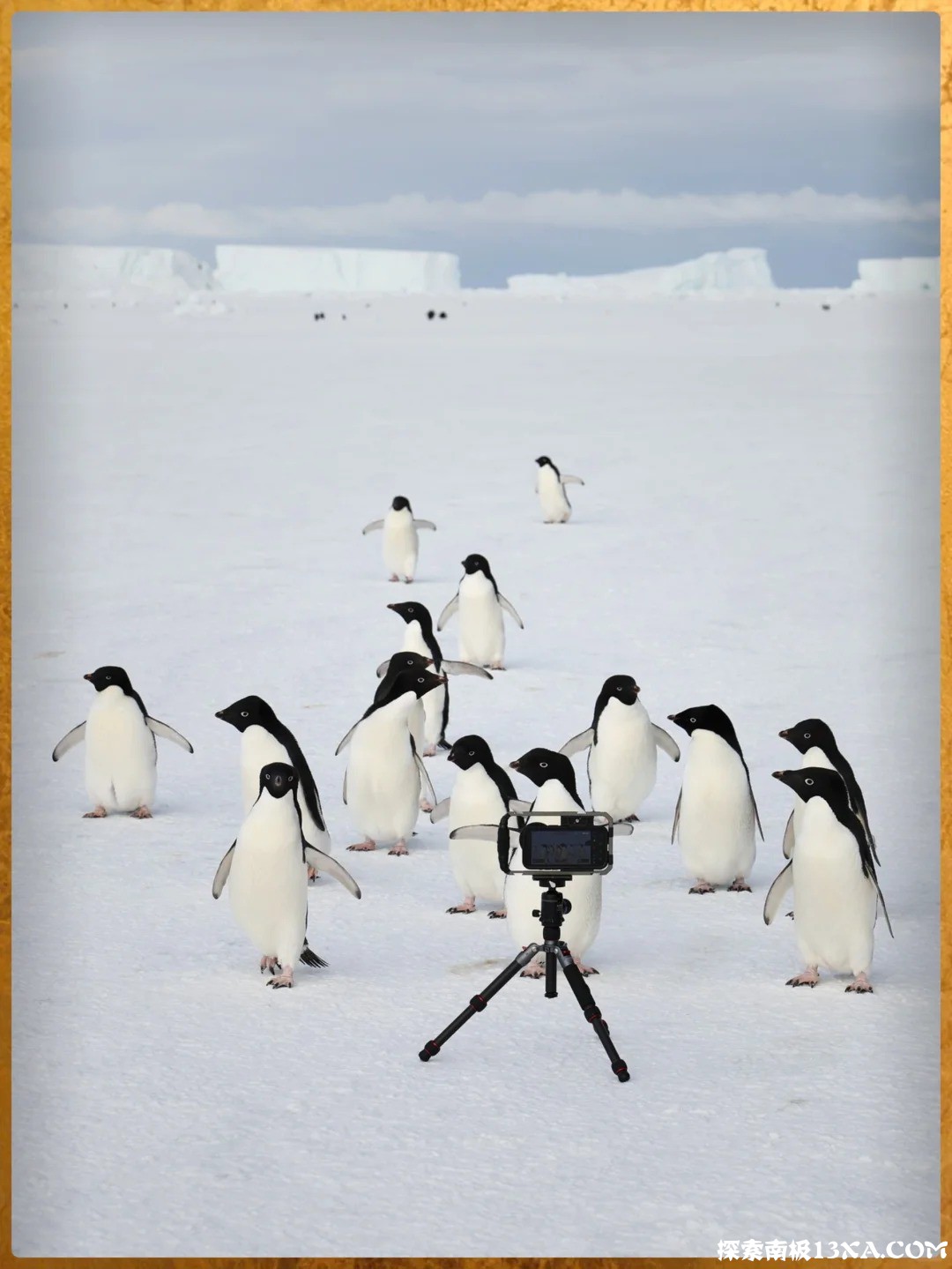 终于有人把南极旅游说明白了！！_3_极地新生鹅.jpg